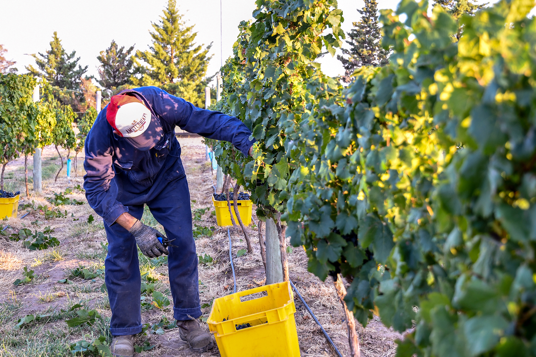 Img recolección de uvas para la producción de vino 